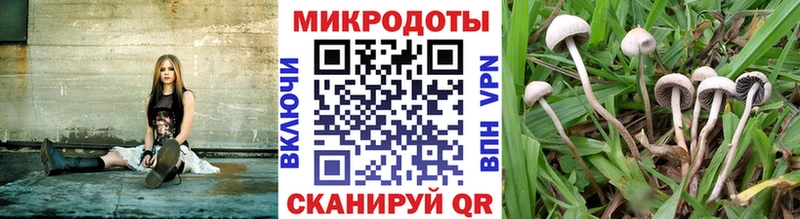 Псилоцибиновые грибы ЛСД магазин продажи наркотиков Лермонтов